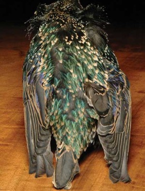 Starling Skin