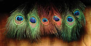 Peacock Eye Sticks