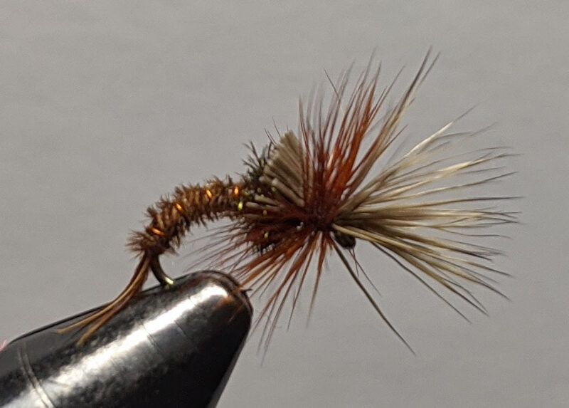 Challenged Pheasent Tail